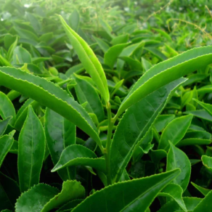Green Teafy - come si usa - composizione - ingredienti - funziona